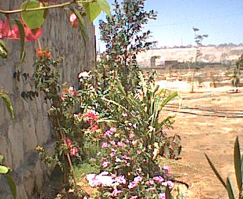 vegetation along the inner wall